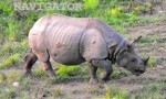 Rhino at Gorumara