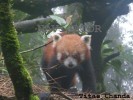 Red Panda- Darjeeling Zoo