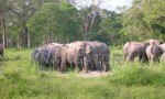 Dooars -Elephant at Jaldapara