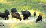 Indian Gour at Gorumara