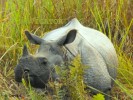 Dooars -Jaldapara Rhino