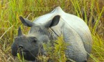Dooars -Jaldapara Rhino
