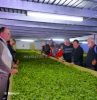 Tea Processing -Darjeeling
