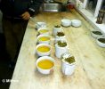 Tea Processing -Darjeeling