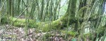 Neora Valley National Park
