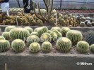 Kalimpong- Flower Nursery