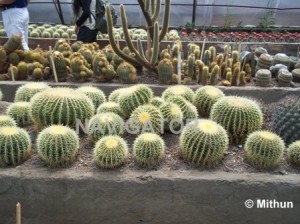 Kalimpong- Flower Nursery