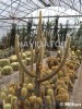 Kalimpong- Flower Nursery