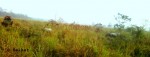 Rhino watching at Jaldapara