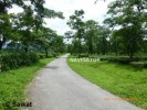 Tea Garden