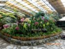 Flower Show - Gangtok tour package