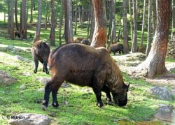 Takin Reserve Centre- Thimphu Bhutan