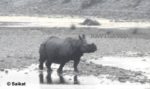 Chilapata Rhino