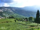 Happy Valley Tea Garden - Darjeeling