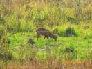 Deer at Jaldapara