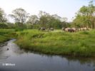 Elephant at Jaldapara
