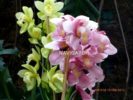 Flower Show -