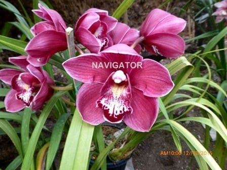 Flower Show