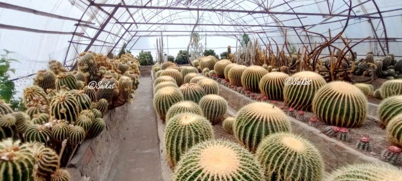 Pineview Nursery- Kalimpong