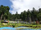 Lamahata - Darjeeling India