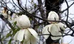 Magnolia at Sandakphu