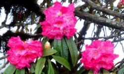 Rhododendron at Sandakphu