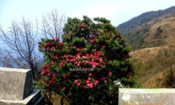 Rhododendron at Sandakphu