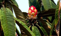 Rhododendron at Sandakphu