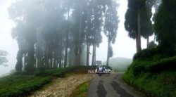 Rongli Rongliot Tea Garden