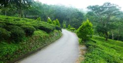 Teesta Valley Tea Garden on the way to Tinchuley